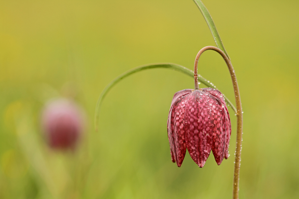 Schachbrettblume I