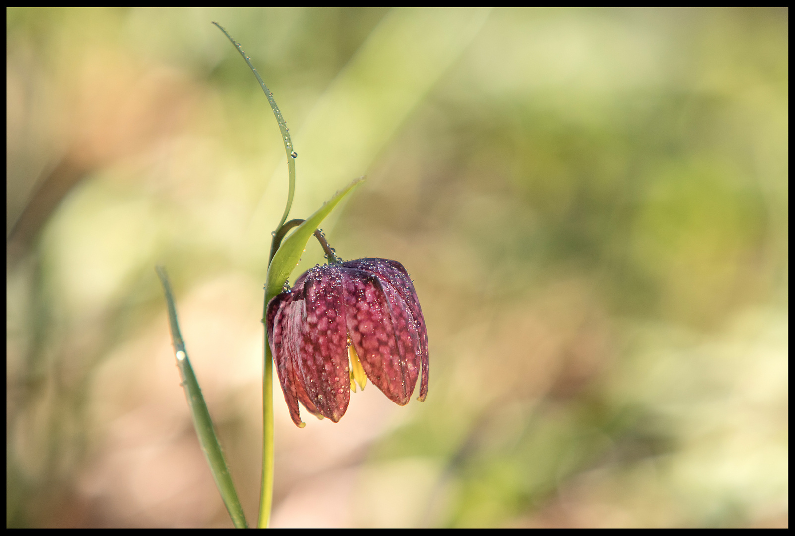 "Schachbrettblume II"