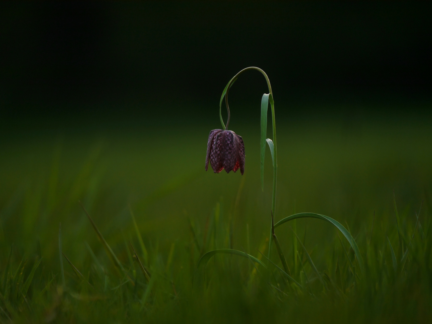 Schachbrettblume im Abendlicht