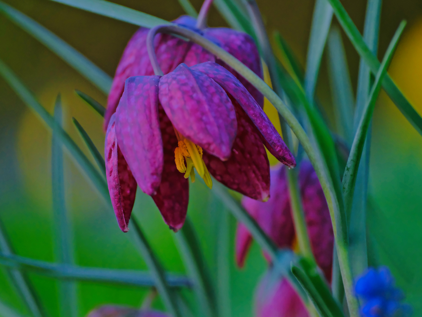 Schachbrettblume im Abendlicht