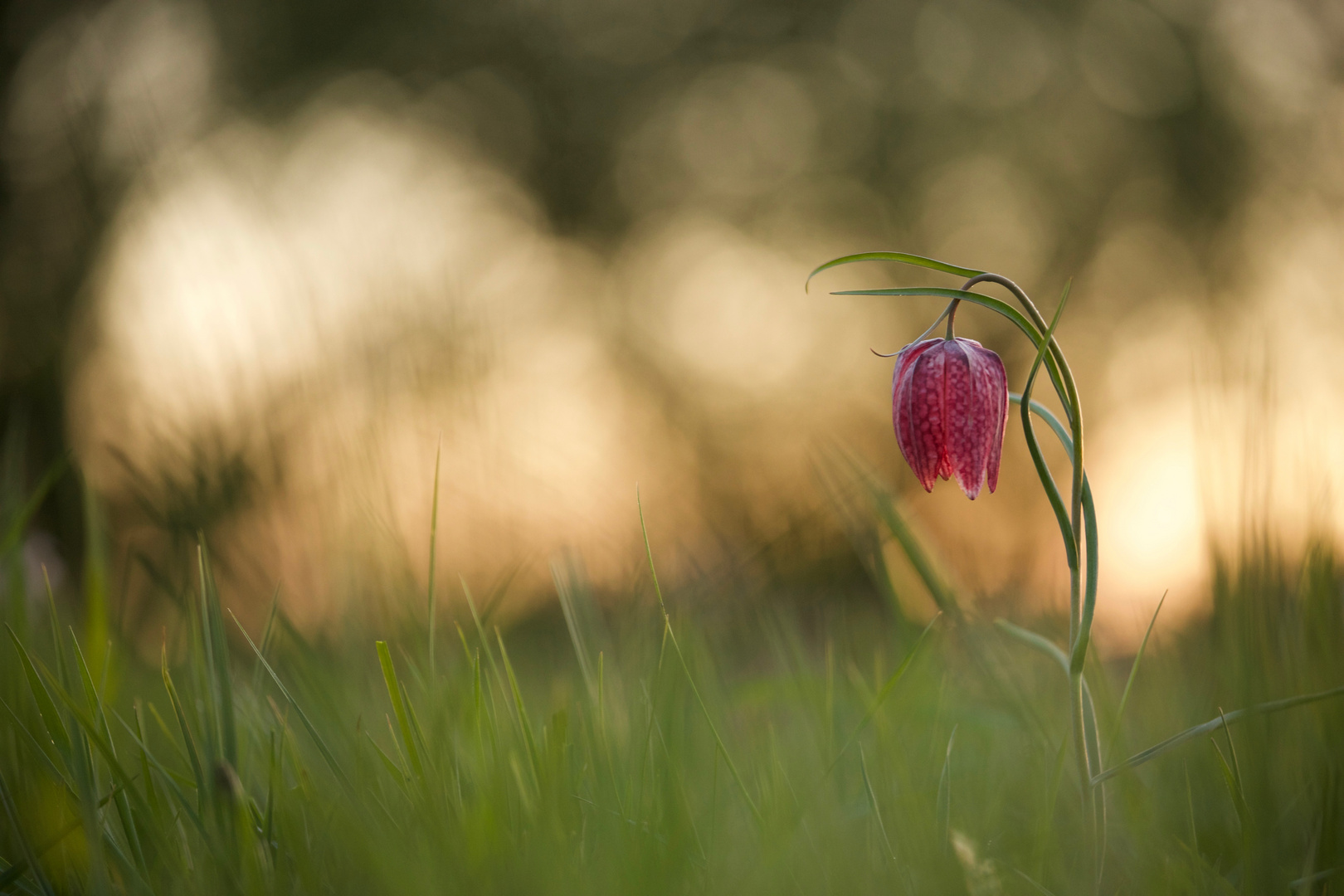 Schachbrettblume im Abendlicht