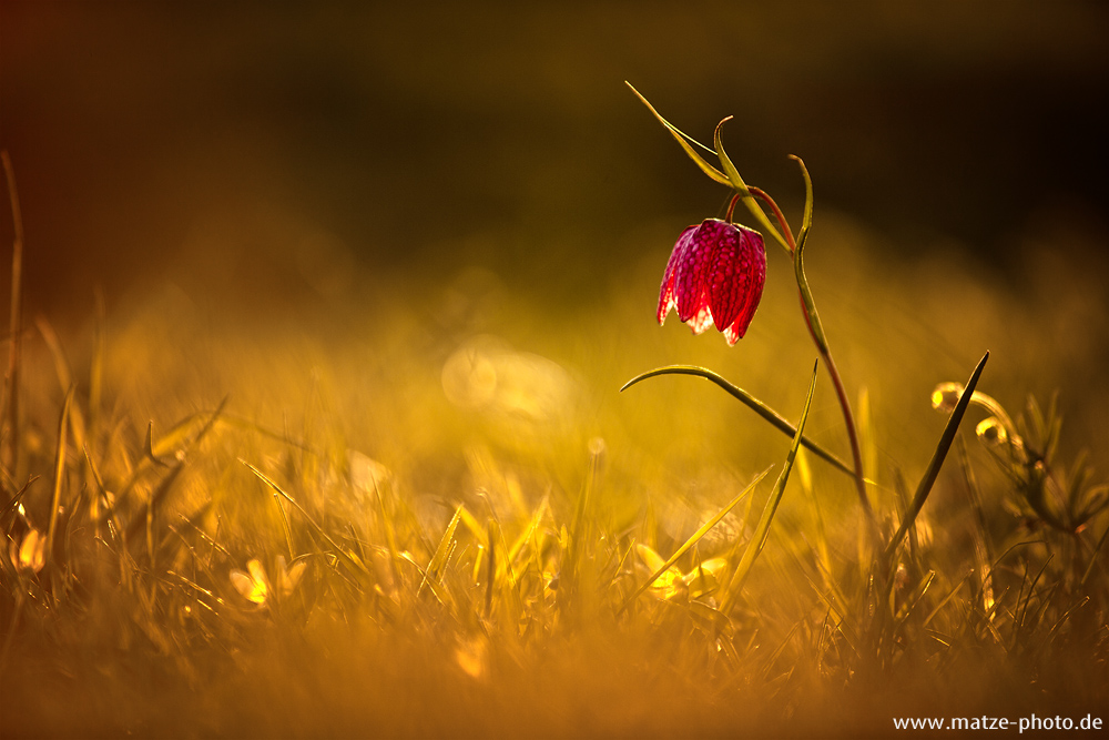 Schachbrettblume im Abendlicht