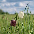 Schachbrettblume im Duett