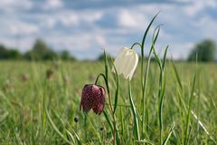 Schachbrettblume im Duett