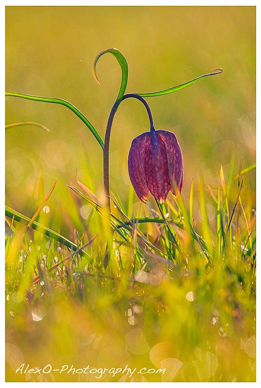 Schachbrettblume im ersten Licht