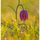 Schachbrettblume im ersten Licht