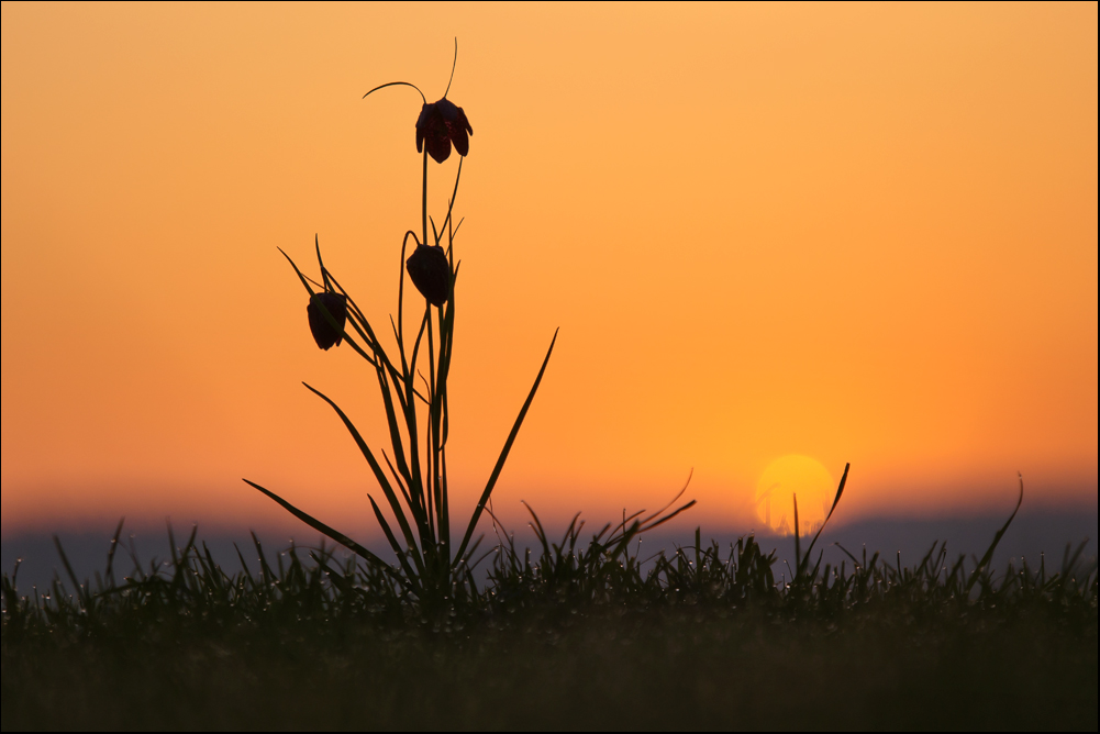 Schachbrettblume im ersten Licht