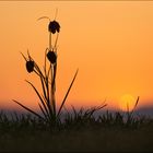 Schachbrettblume im ersten Licht