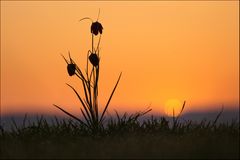 Schachbrettblume im ersten Licht