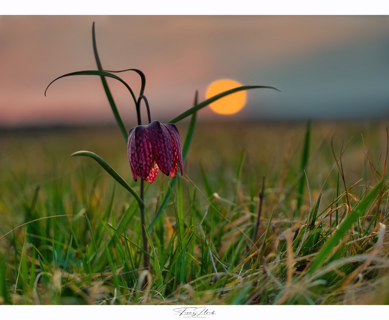 Schachbrettblume im flachen Sonnenlicht 