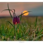 Schachbrettblume im flachen Sonnenlicht 