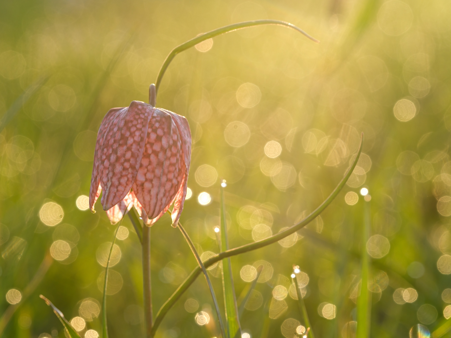 Schachbrettblume im Gegenlicht