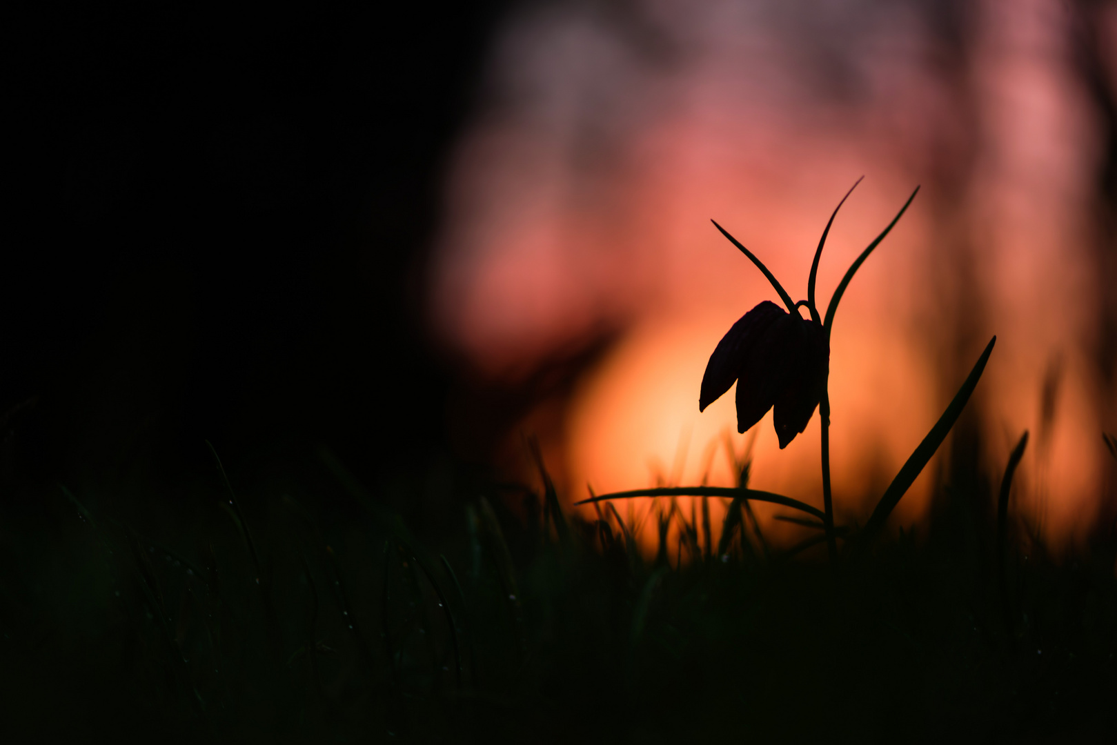 Schachbrettblume im letzten Licht des Tages