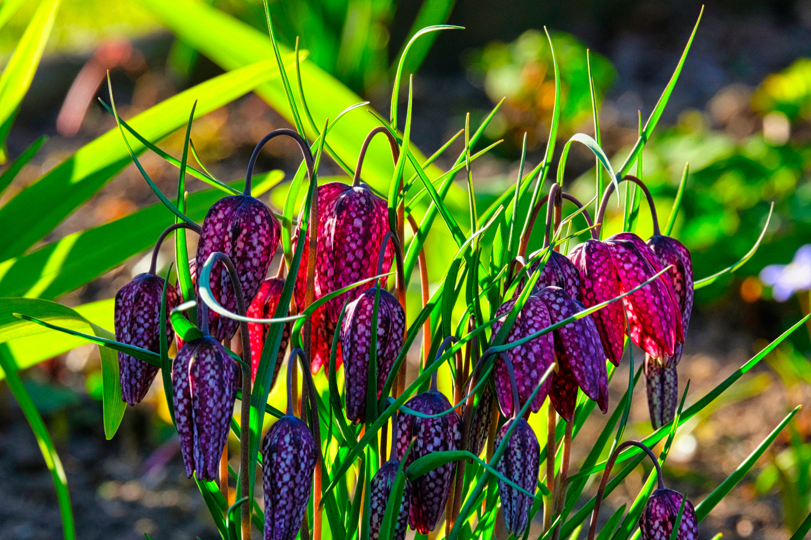 Schachbrettblume im Morgenlicht