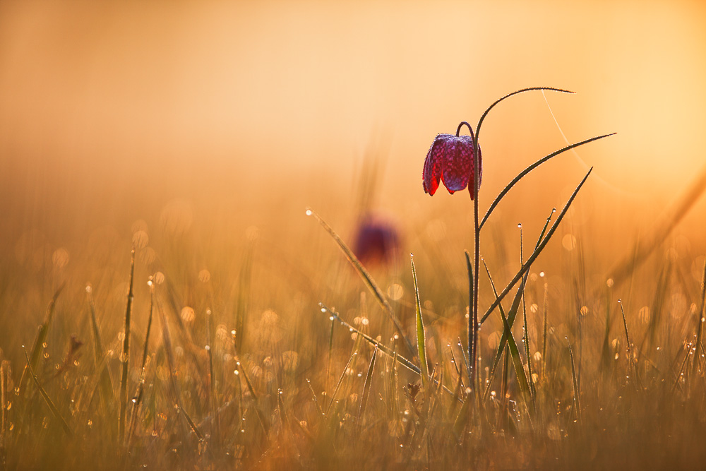 Schachbrettblume im Morgenlicht