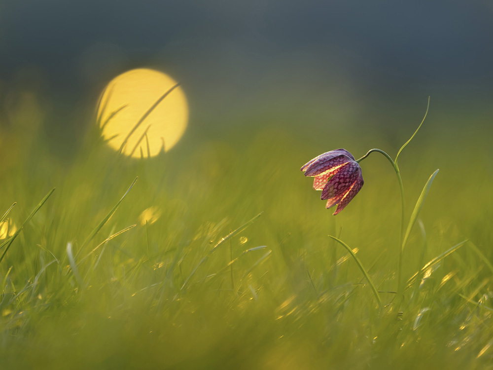 Schachbrettblume im Morgenlicht