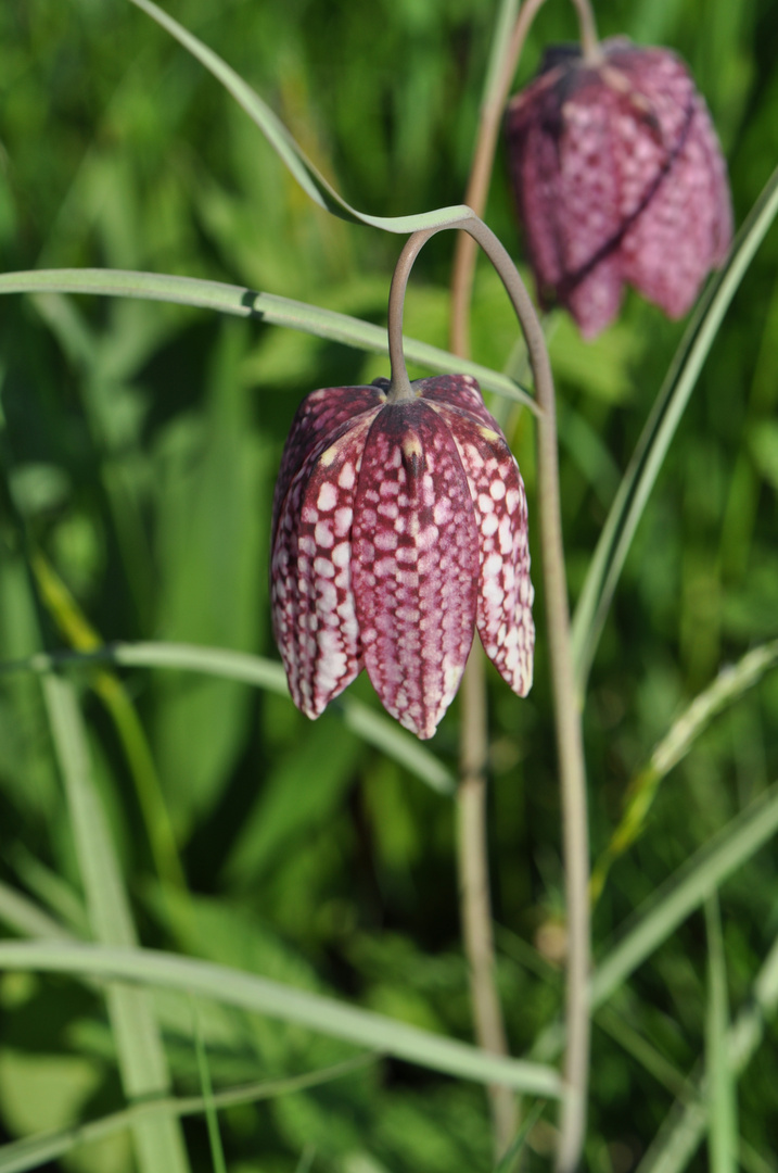 Schachbrettblume im Sinntal