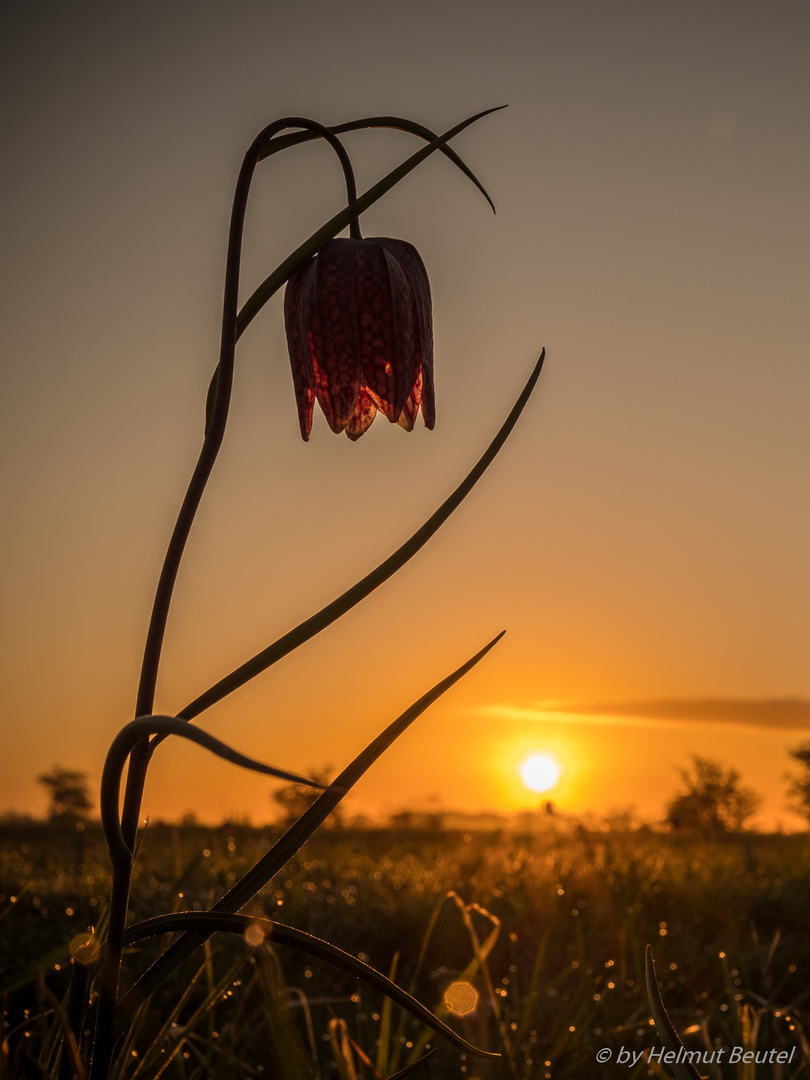 Schachbrettblume Im Sonnenaufgang 2