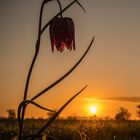 Schachbrettblume Im Sonnenaufgang 2