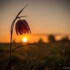 Schachbrettblume Im Sonnenaufgang