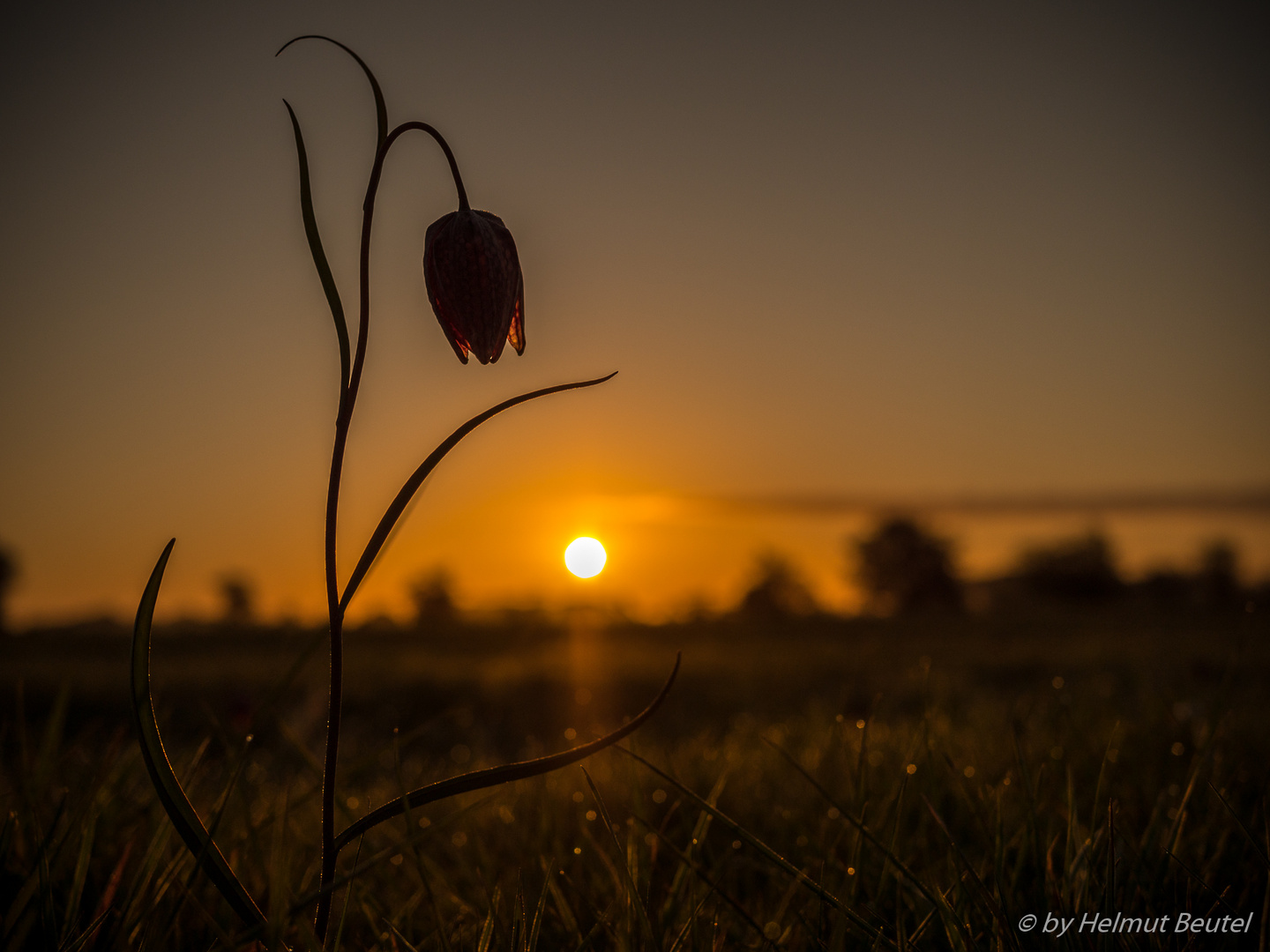 Schachbrettblume Im Sonnenaufgang - die lange Schlanke