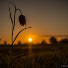 Schachbrettblume Im Sonnenaufgang - die lange Schlanke