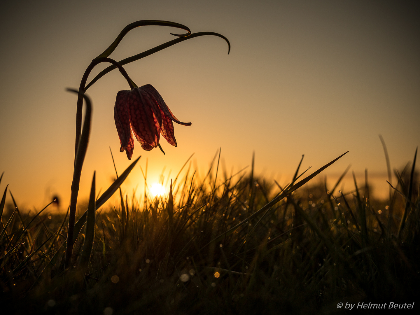 Schachbrettblume Im Sonnenaufgang - die Wilde