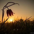 Schachbrettblume Im Sonnenaufgang - die Wilde