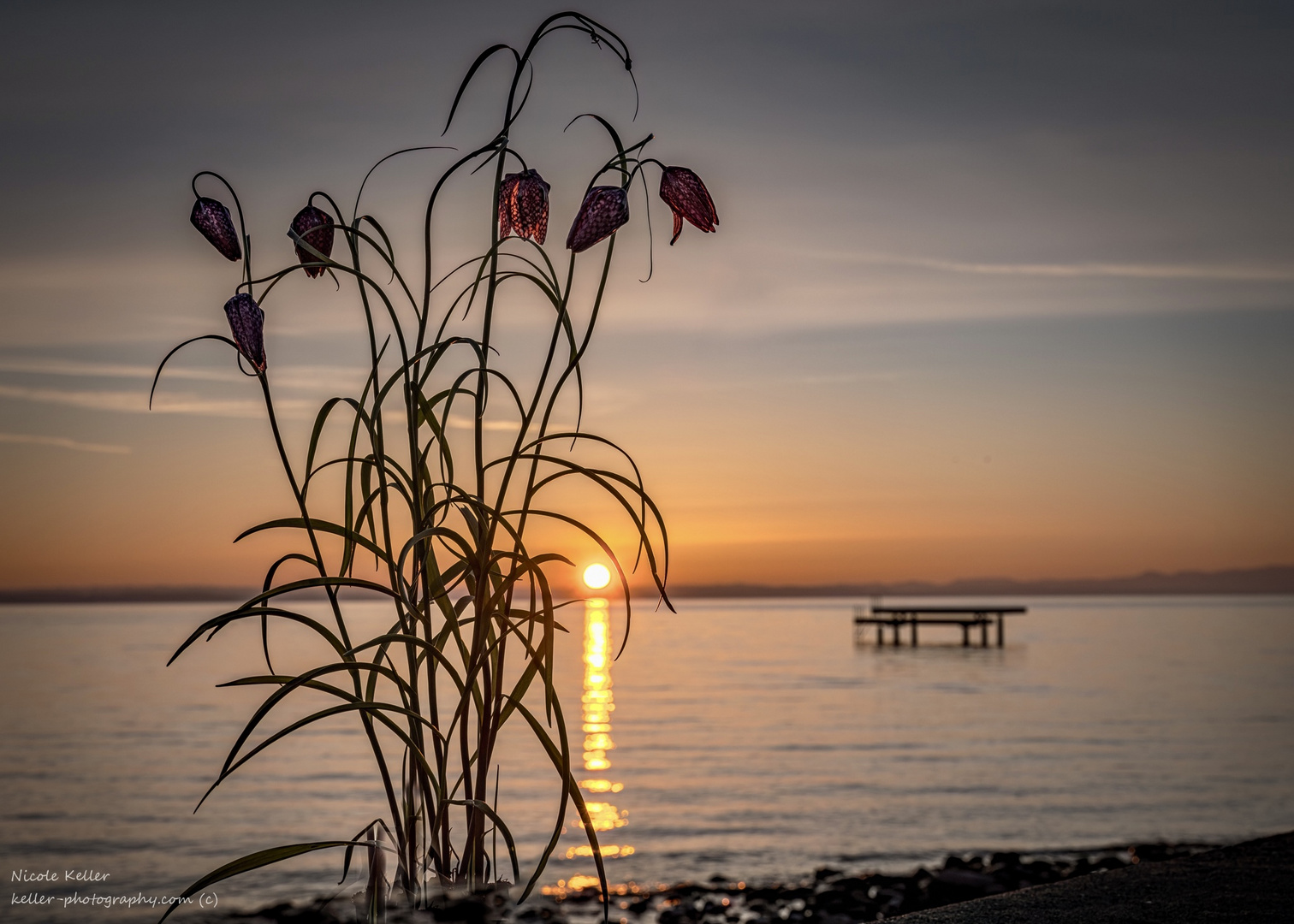 Schachbrettblume im Sonnenaufgang - Konturenspiellicht