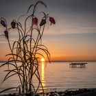 Schachbrettblume im Sonnenaufgang - Konturenspiellicht