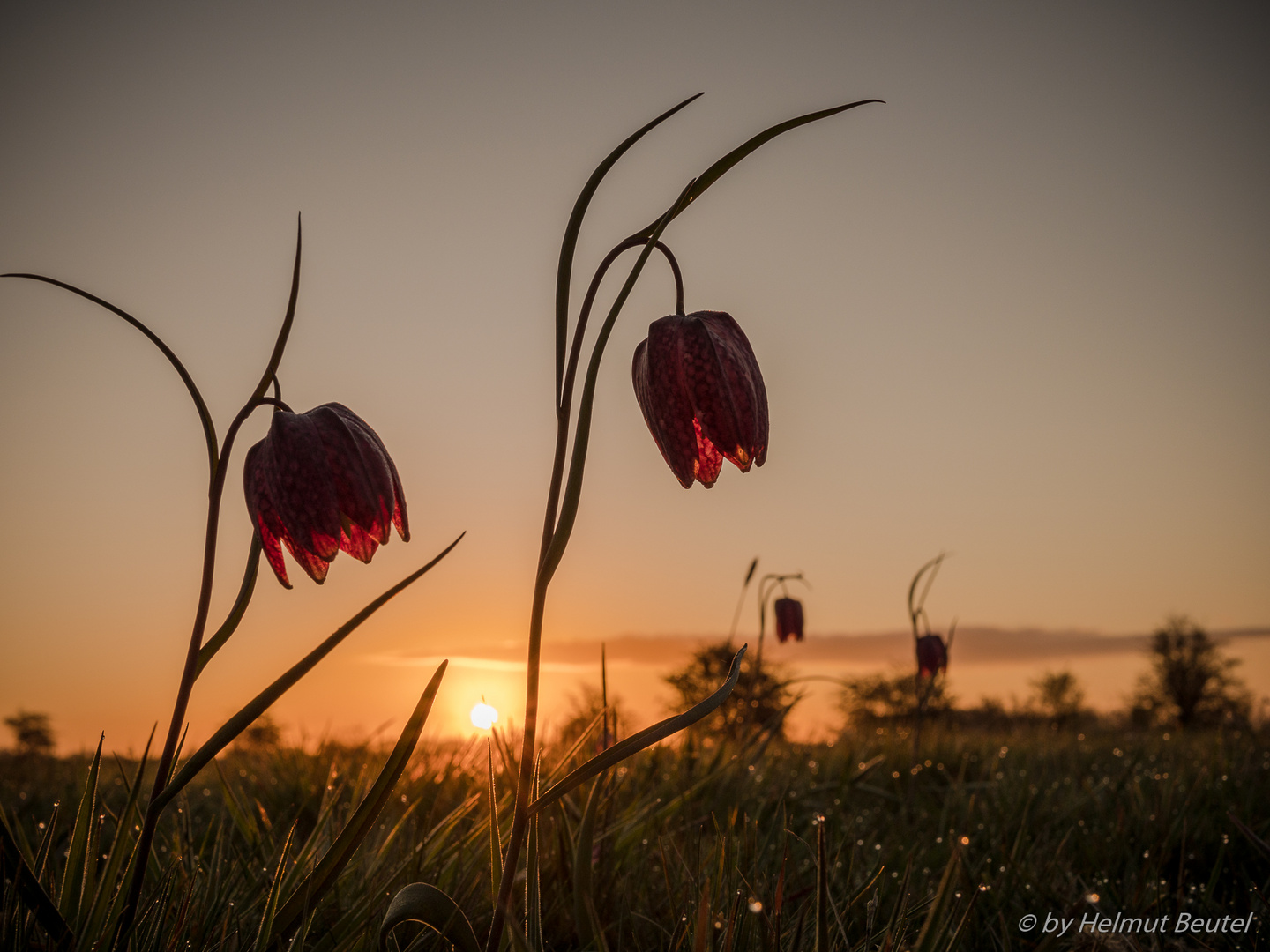 Schachbrettblume Im Sonnenaufgang - zu zweit
