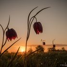 Schachbrettblume Im Sonnenaufgang - zu zweit