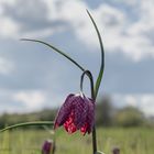 Schachbrettblume im Sonnenlicht