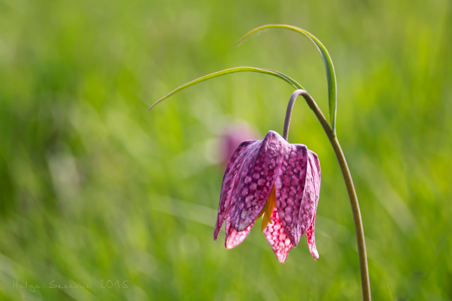 Schachbrettblume im Wind