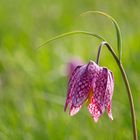 Schachbrettblume im Wind