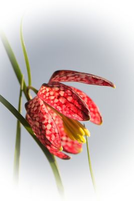 ... Schachbrettblume in der Abendsonne...