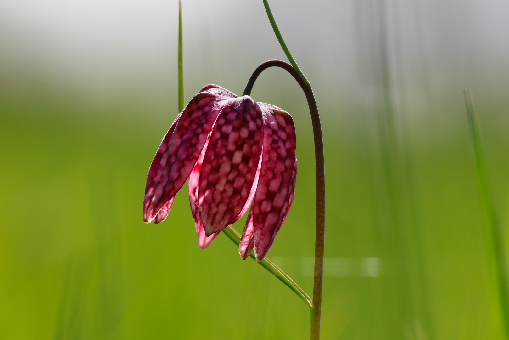 Schachbrettblume in der Sonne