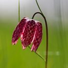 Schachbrettblume in der Sonne