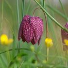 Schachbrettblume in einer Blumenlandschaft