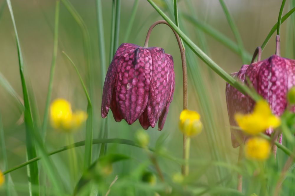 Schachbrettblume in einer Blumenlandschaft