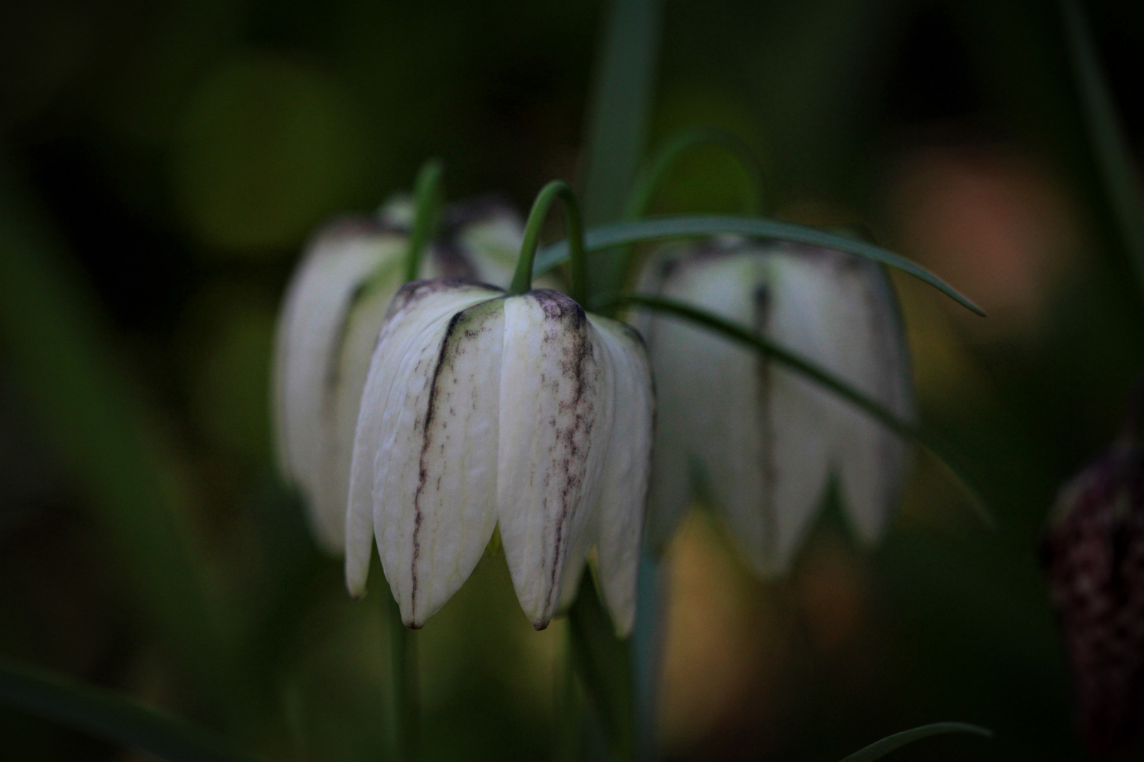 Schachbrettblume in weiß