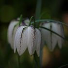 Schachbrettblume in weiß