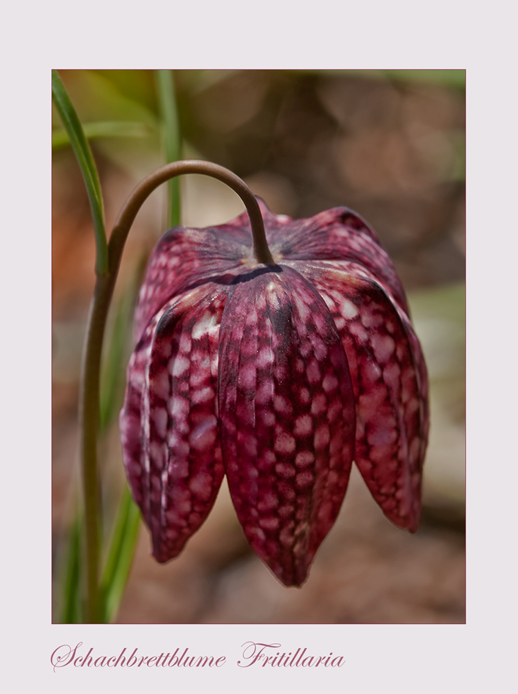 Schachbrettblume - Kiebitzei - Fritillaria