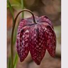 Schachbrettblume - Kiebitzei - Fritillaria