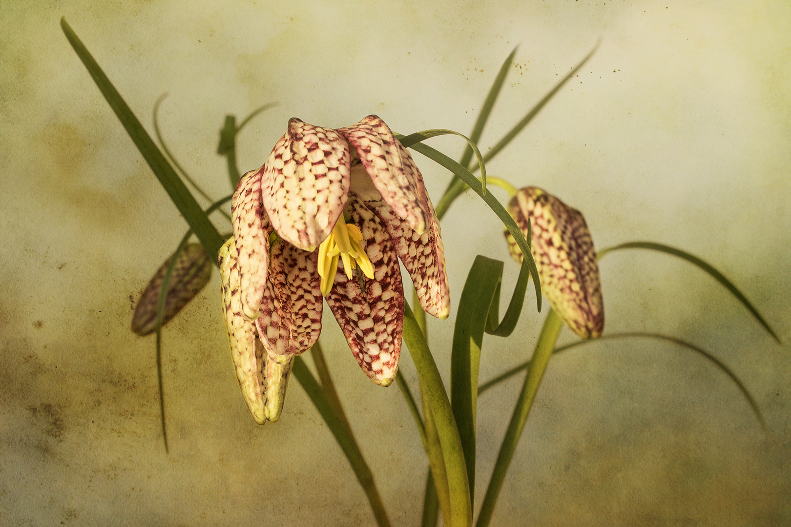 Schachbrettblume - Kiebitzei - Fritillaria meleagris....