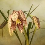 Schachbrettblume - Kiebitzei - Fritillaria meleagris....