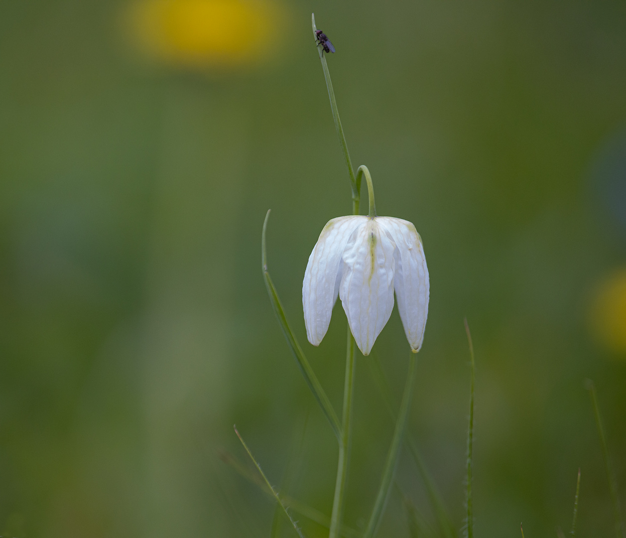 Schachbrettblume mit Besucher ( Fritillaria meleagris)