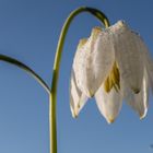 Schachbrettblume mit Tautropfen