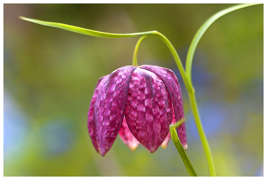 Schachbrettblume, oder...