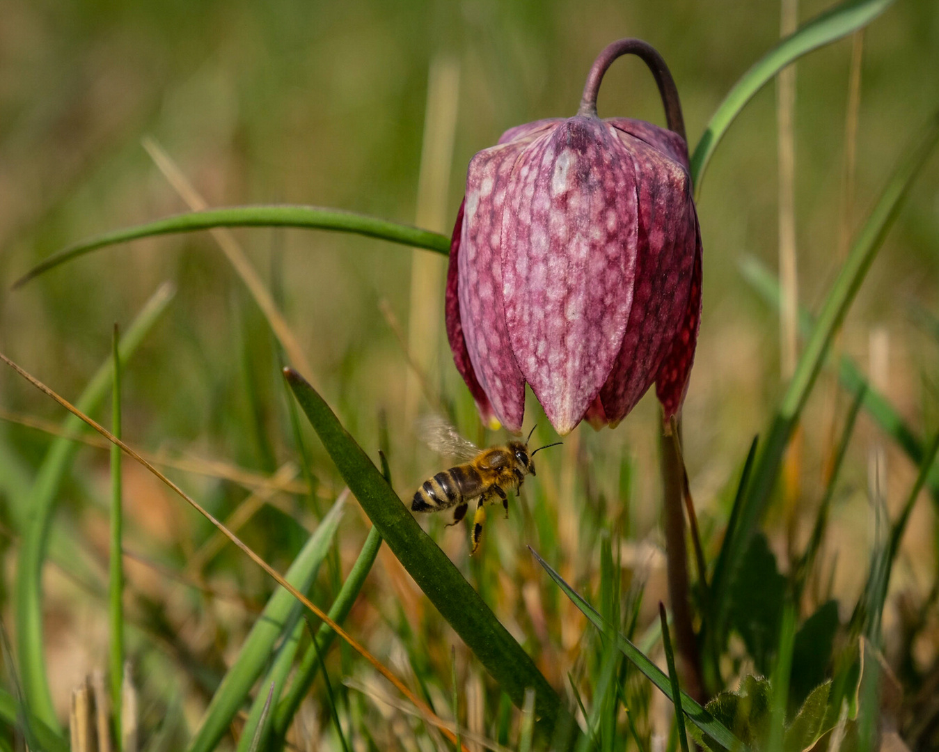 Schachbrettblume oder Frittilaria Meleagris